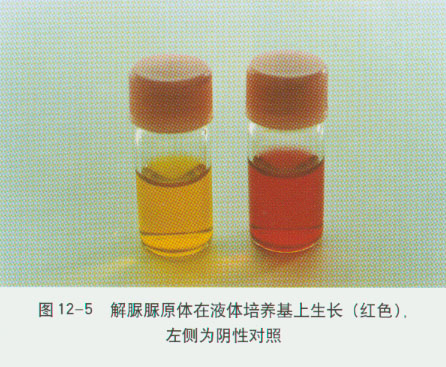 最新脲原体研究进展揭秘，科学突破与治疗方法更新