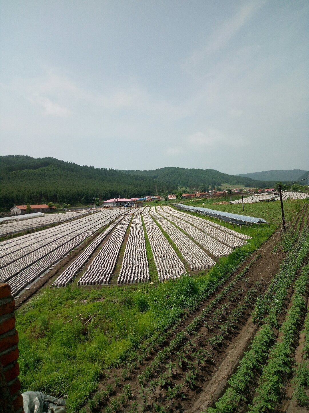 林口村民委员会最新天气预报概览